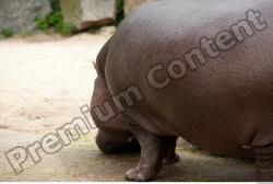 Tail Hippopotamus